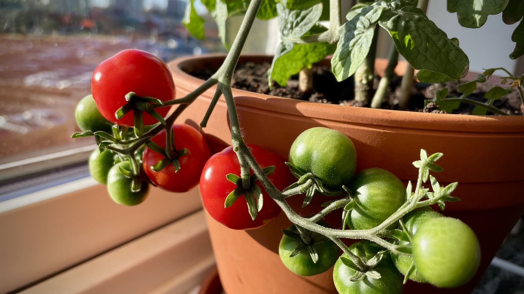 Mogna tomater i fönstret